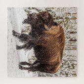 Bison (Bison bison) - Buffalo - Schnee - 676 Stück Puzzle (Horizontal)