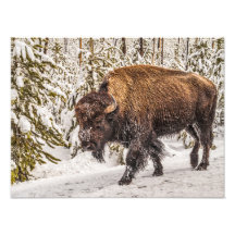 Bison (Bison bison) - Buffalo - Schnee - Gelbstein