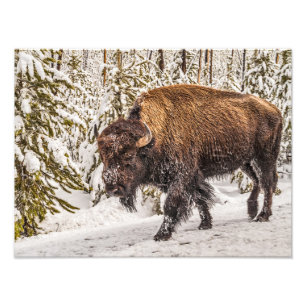 Bison (Bison bison) - Buffalo - Schnee - Gelbstein Fotodruck