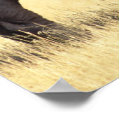 Bison, Bison bison, Stier im Yellowstone National Poster (Ecke)