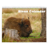 Bison Buffalo 2025 - Kalender (Titelbild)