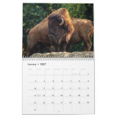 Bison Buffalo 2026 Kalender (Jan 2027)