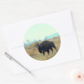 Bison Buffalo Bull Sticker (Umschlag)