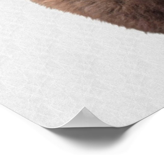 Bison Buffalo Foto 135 Poster (Ecke)