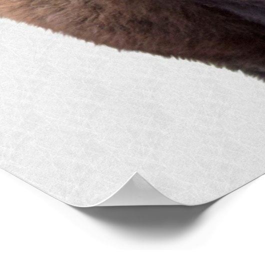 Bison Buffalo Foto 135 Poster (Ecke)