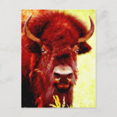Bison/Buffalo-Gesicht Postkarte (Vorderseite)