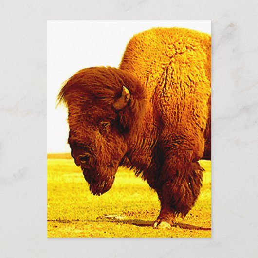 Bison/Buffalo-Kopfarbeit Postkarte (Vorderseite)