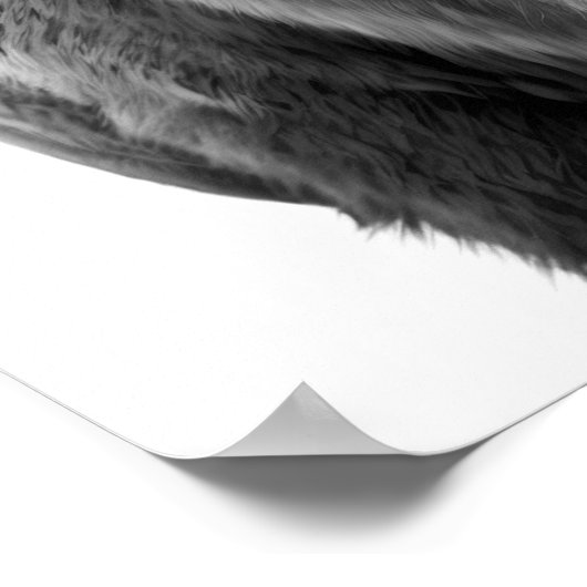 Bison Buffalo Modernes Portrait Schwarz-weiß Poster (Ecke)