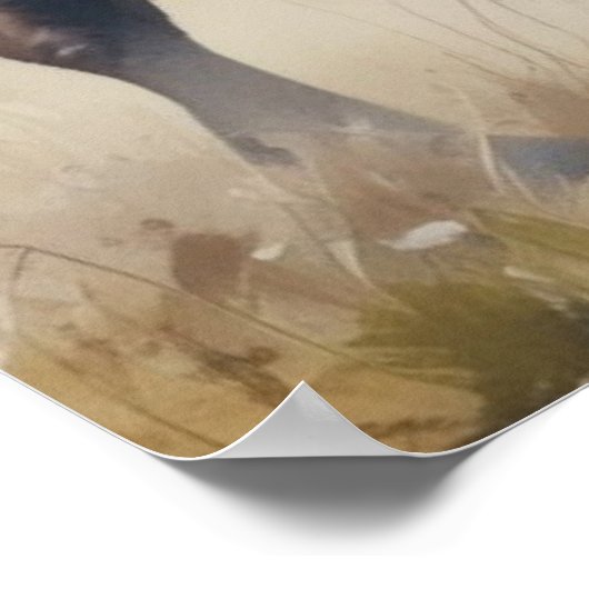 Bison/Buffalo Poster (Ecke)