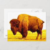 Bison/Buffalo Postkarte (Vorne/Hinten)