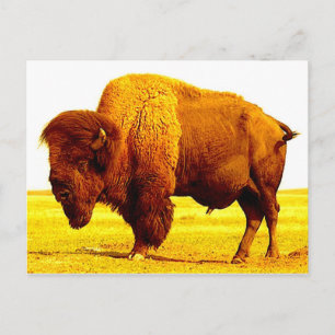 Bison/Buffalo Postkarte