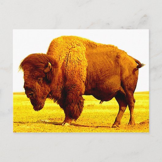 Bison/Buffalo Postkarte (Vorderseite)
