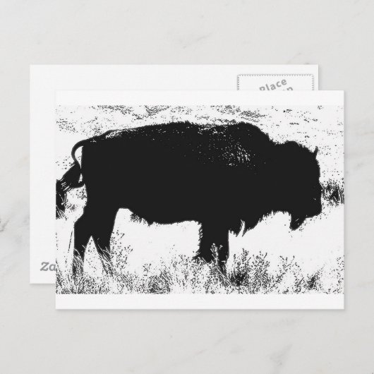 Bison - Buffalo Postkarte (Vorne/Hinten)
