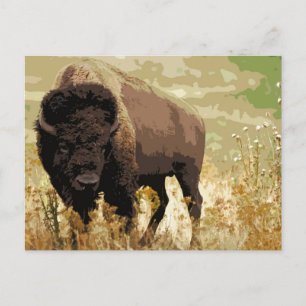 Bison/Buffalo Postkarte