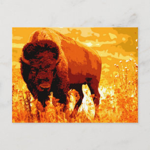 Bison/Buffalo Postkarte
