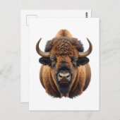 Bison / Buffalo Postkarte (Vorne/Hinten)