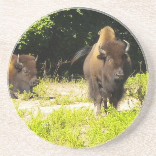 Bison, Buffalo-Untersetzer Untersetzer (Vorne)