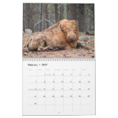 Bison Büffel 2027 Kalender (Feb 2027)