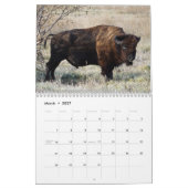 Bison Büffel 2027 Kalender (Mär 2027)
