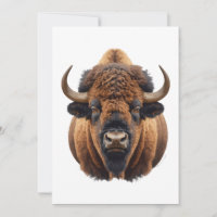 Bison / Büffel