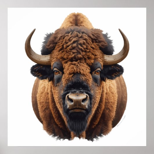 Bison / Büffel Poster (Vorne)