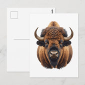 Bison / Büffel Postkarte (Vorne/Hinten)