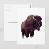 Bison Büffel Postkarte (Vorne/Hinten)