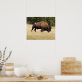 Bison Bull im Yellowstone-Nationalpark Poster (Küche)
