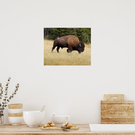 Bison Bull im Yellowstone-Nationalpark Poster (Küche)