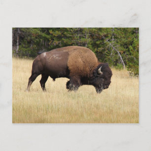 Bison Bull im Yellowstone-Nationalpark Postkarte