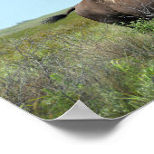 Bison Bull in Maxwell Wildlife Refuge Poster (Ecke)