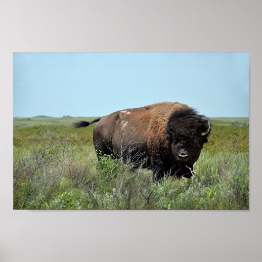 Bison Bull in Maxwell Wildlife Refuge Poster (Vorne)