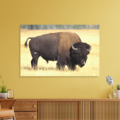 Bison Bull in Yellowstone National Leinwanddruck (Insitu (Wohnzimmer))
