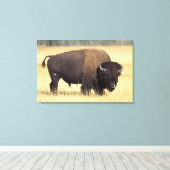 Bison Bull in Yellowstone National Leinwanddruck (Insitu (Holzboden))