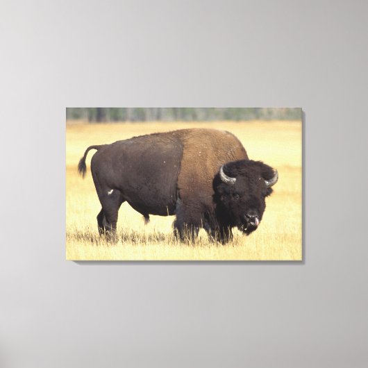 Bison Bull in Yellowstone National Leinwanddruck (Vorderseite)