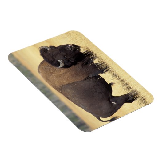 Bison Bull in Yellowstone National Magnet (Rechte Seite)