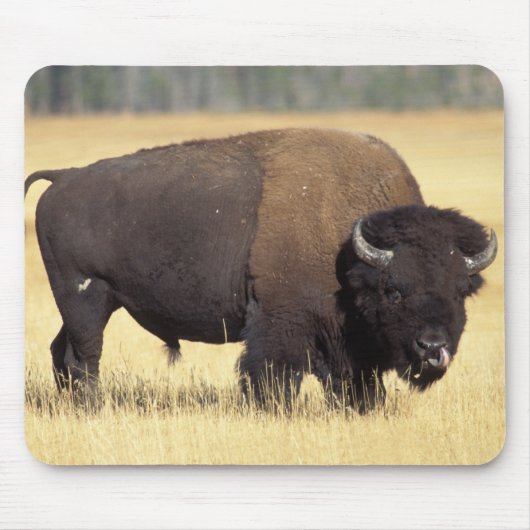 Bison Bull in Yellowstone National Mousepad (Vorne)