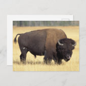 Bison Bull in Yellowstone National Postkarte (Vorne/Hinten)