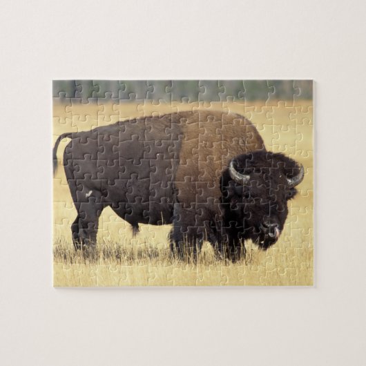Bison Bull in Yellowstone National Puzzle (Horizontal)