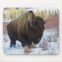 Bison Bull | Später Winter