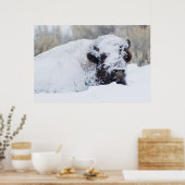 Bison Bull, Wintermantel Poster (Küche)