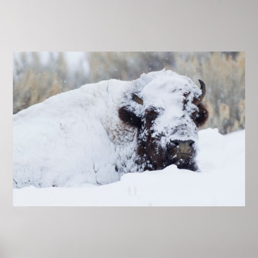 Bison Bull, Wintermantel Poster (Vorne)