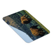 Bison bulles at Waterton Lakes National Park Magnet (Rechte Seite)