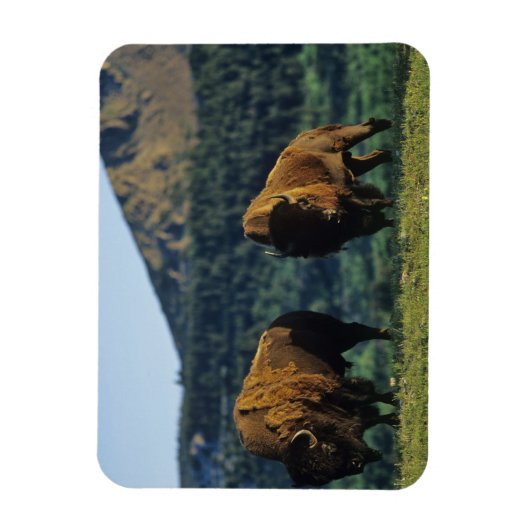 Bison bulles at Waterton Lakes National Park Magnet (Vertikal)