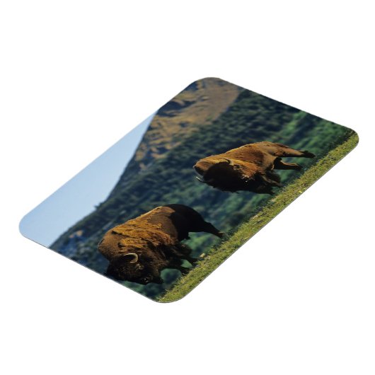 Bison bulles at Waterton Lakes National Park Magnet (Linke Seite)