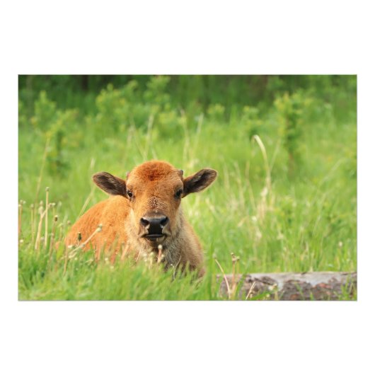 Bison Calf Foto Print (Vorne)