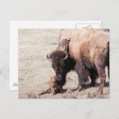 Bison Calf Postkarte (Vorne/Hinten)