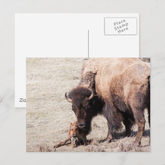 Bison Calf Postkarte (Vorne/Hinten)