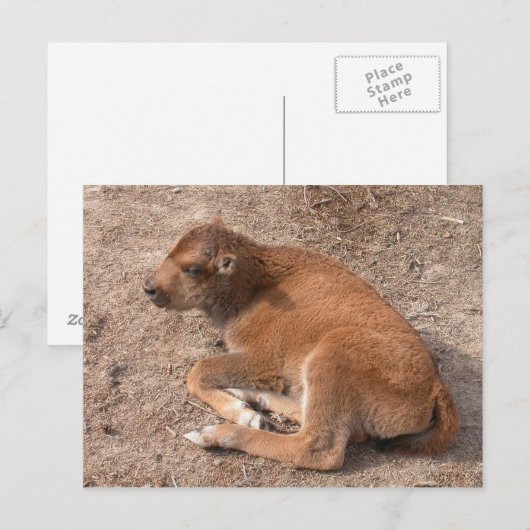 Bison Calf Postkarte (Vorne/Hinten)