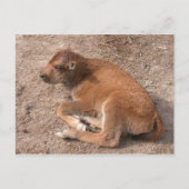 Bison Calf Postkarte (Vorderseite)